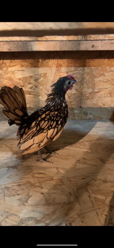куры домашние купить: Продаю сибрайт лимоный молодой петушок at lalafo.kg куры домашние купить: Продаю сибрайт лимоный молодой петушок