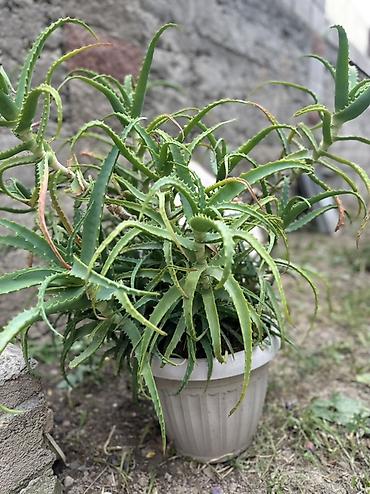 Бөлмө өсүмдүктөрү: Алоэ (Aloe) в горшке - Разветвлённый куст с мясистыми удлинёнными — 2