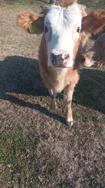 Dana, buzov: Dana, buzov, Dişi, ay: 12, Damazlıq, Ünvandan götürmə — 1