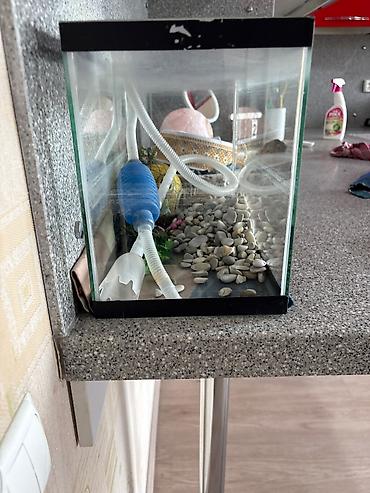 Аквариумы: Продается аквариум, прибор для выкачки воды, камушки декоративные вещи — 2