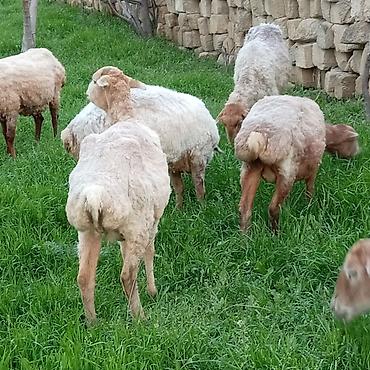 Qoyunlar, qoçlar: Ətlik qoyunlar təcli satılır — 6
