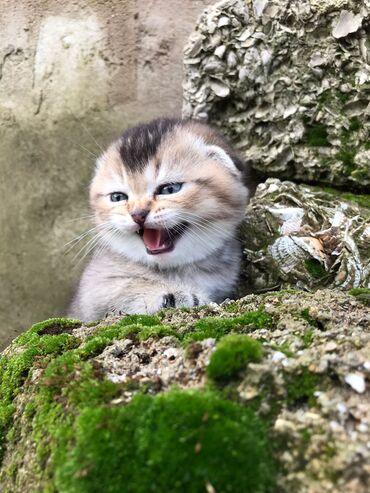 pisik şotlant: Şinşilla, Erkək, Dişi, Yaxşı əllərə, Ünvandan götürmə, Rayonlara çatdırılma