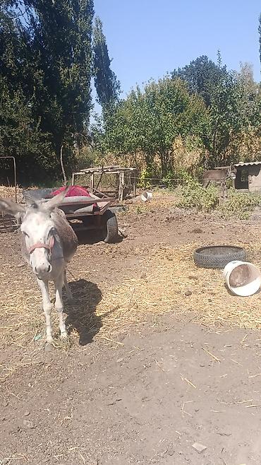 седло для осла: Ослы с упряжью и телегой - Домашние ослы серой масти, на фото — — 3