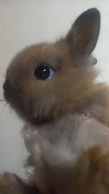 Декоративные кролики: В продаже мини карликовый кролик 240 грамм. ручной.бываюи