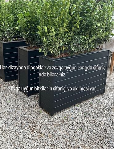 Деревья: Hər dizaynda dipçəklər və zovqə uyğun rəngdə sifaris edə bilərsiniz