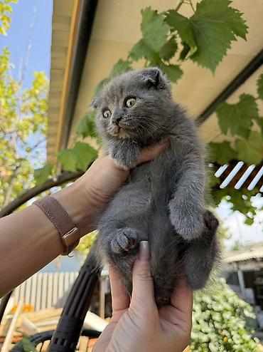 кошка майкун: Скотиш Фолд (Шотландская вислоухая), 2 месяца, Мальчик, Голубой, Приучена к лотку — 5