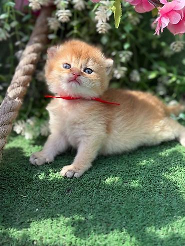 Pişiklər: Britan — 5