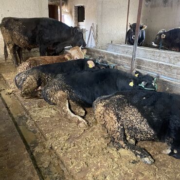 Коровы, быки: Продаю | Бык (самец) | Швицкая, Алатауская | На откорм, На забой, Для разведения — 1