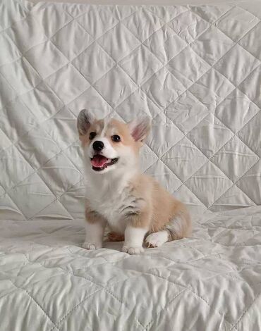 İtlər: Korgi, 2 ay, Erkek, Sənədli, Pulsuz çatdırılma — 6