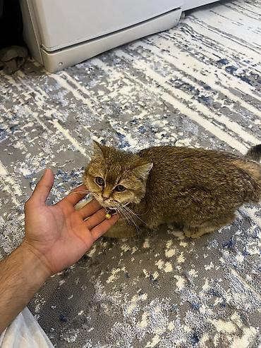 японская кошка: Скотиш Страйт (Шотландская прямоухая), 7 месяцев, Девочка, Золотая шиншилла, С прививками, Приучена к лотку, С документами — 5