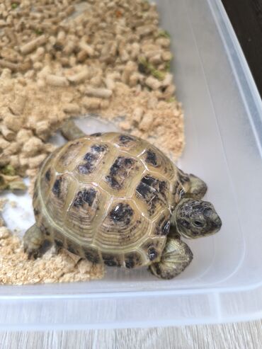 объявления о пропаже животных: Среднеазиатская черепаха 🐢