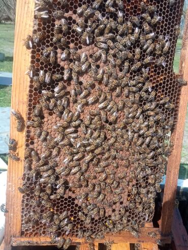 Arılar: Arı ailəsi satılır qafqaz sortubakvas sortu ve karnika sortu