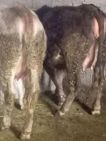 Коровы, быки: Продаю | Корова (самка) | Для молока | Привязанные at lalafo.kg — 1 Коровы, быки: Продаю | Корова (самка) | Для молока | Привязанные — 1