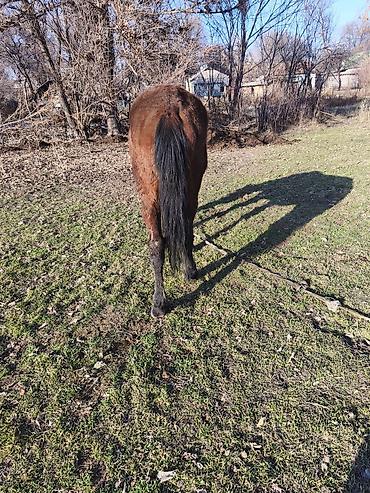 Лошади, кони: Продаю | Кобыла (самка) — 2