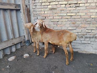 Кочкорлор, койлор: Сатам | Кочкор (эркек) | Гиссар | Көбөйтүү үчүн | Асыл тукумдуу — 4