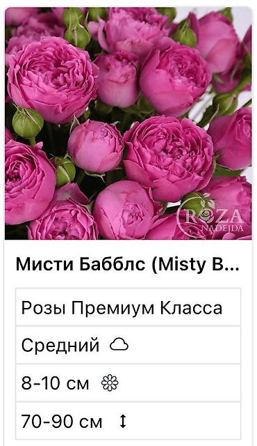 Садовые цветы и кустарники: Саженцы цветка: Розы — 7