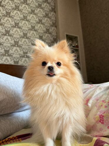 İtlər: Şpitz — 6