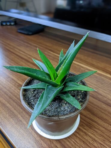 Otaq bitkiləri: Sukkulentlər. Sağlam və dözümlü bitkilərdi. Uzun müddət susuz qala -da lalafo.az — 3 Otaq bitkiləri: Sukkulentlər. Sağlam və dözümlü bitkilərdi. Uzun müddət susuz qala — 3