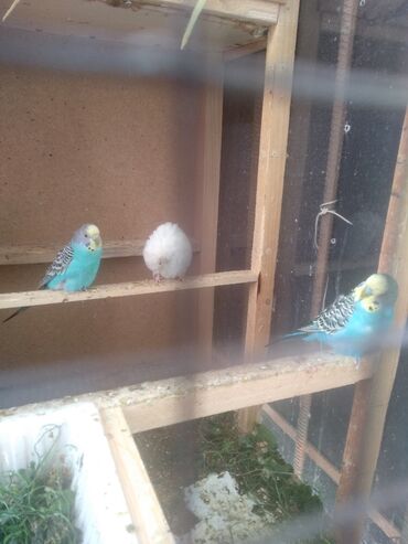 голуби голубей птицы: Срочно продаю волнистых попугай взрослых штук 800 сом есть клетка