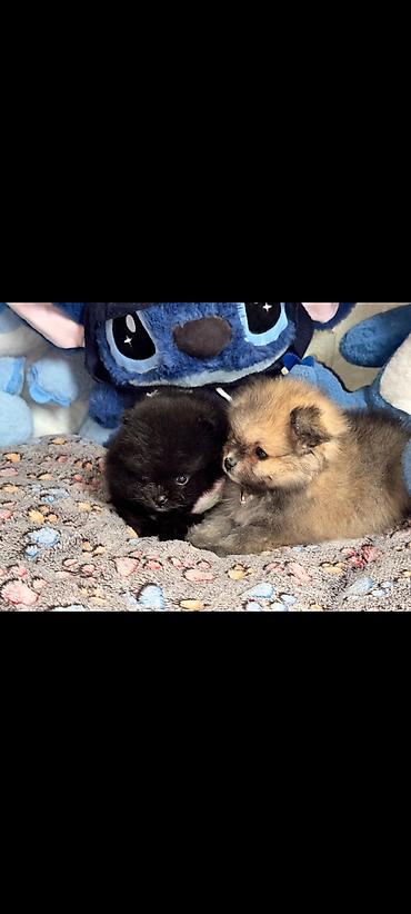 İtlər: Şpitz, Erkek — 5