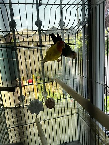 sevgi qusu: Məhsul: Sevgi tutuquşuları (Lovebird) cütü və qəfəs dəsti Təsvir: - — 5