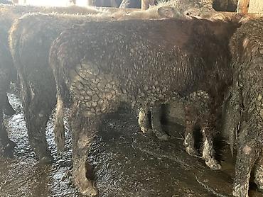 Коровы, быки: Продаю | Бык (самец) — 10