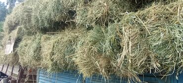 продажа кормов для сельскохозяйственных животных: Продаю сено первый укос этого года курай жок . 20% уйгак остальные 80%