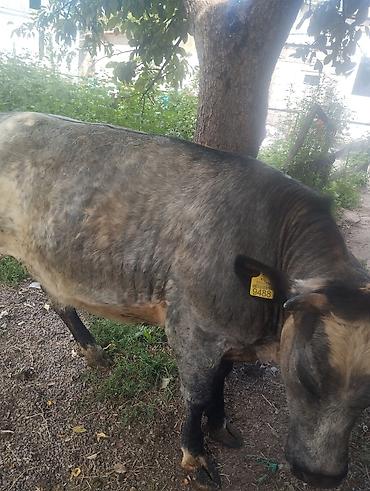 сабака як: Продаю | Бык (самец), Тёлка | На откорм | Племенные — 5