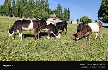 Коровы, быки: Продаю | Бык (самец) | Полукровка | На откорм — 10