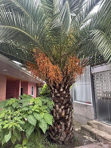 gül ağaçları: 2.80Cm Xurma palması (Phoenix canariensis) - Növ: Kanar xurma — 2