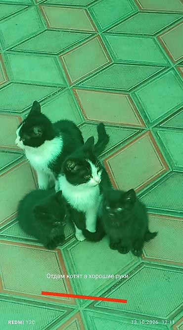 животные кошки: Котята черно-белые (двое на фото) - Окрас: классический черно-белый — 2