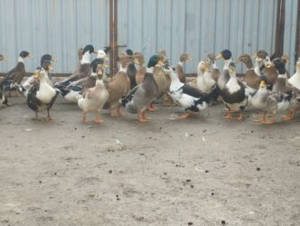 Ördəklər: İsdeye görə dəyişir .Müddəti isdeses təmizlənmiş de -da lalafo.az — 4 Ördəklər: İsdeye görə dəyişir .Müddəti isdeses təmizlənmiş de — 4