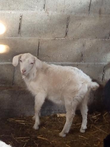 Козы, козлы: Продаю | Коза (самка) | Для разведения — 16