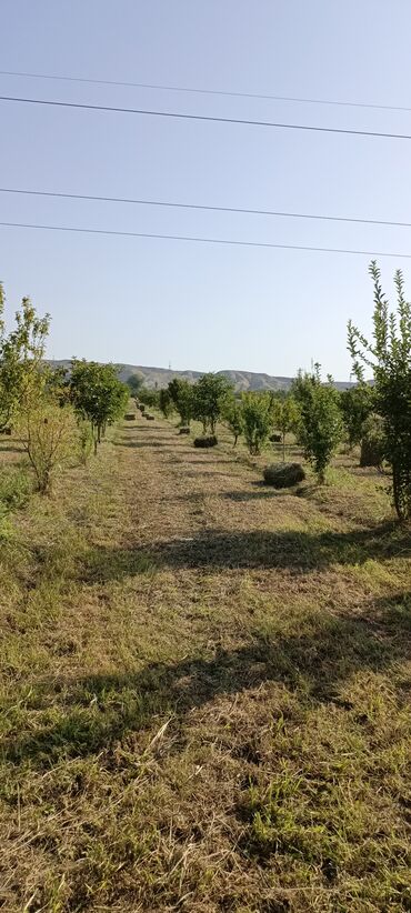 Torpaq sahələrinin satışı: 243 sot, Kənd təsərrüfatı, Mülkiyyətçi, Kupça (Çıxarış) — 14