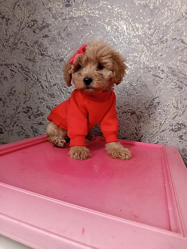 İtlər: Pudel, 2 ay, Dişi — 2