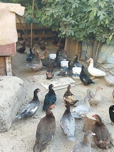 Kənd təsərrüfatı quşları: Lal ördəklər krasnadar macar zümrüd lavanda super heyvanlardı — 9