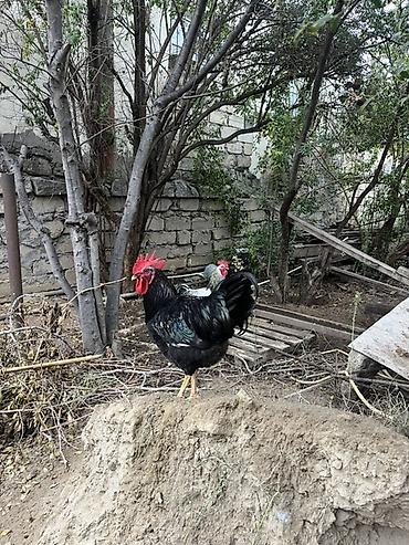 ınqbator: 2 ədəd 8 ay yarımlıq xoruz satılır.Öz toyuğum çıxarıb inkibator — 2