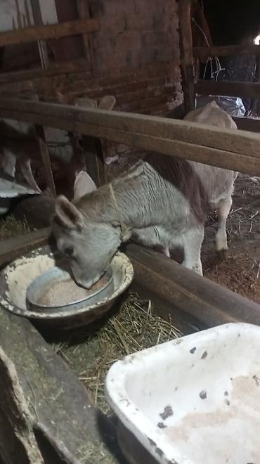 Коровы, быки: Продаю | Тёлка — 6