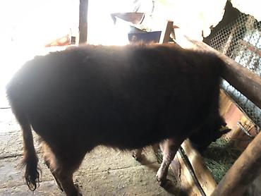 Коровы, быки: Продаю | Тёлка | Алатауская | Для разведения — 9