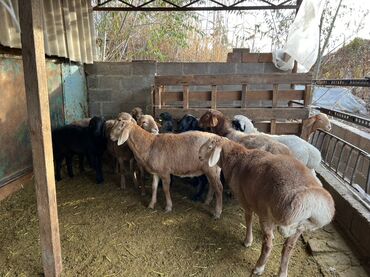 Бараны, овцы: Продаю | Баран (самец), Овца (самка) | На забой — 10