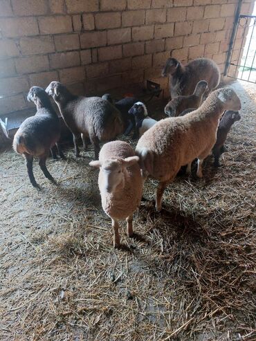 Quzu: Diri çəkisi 10 azn dan ətlik quzular — 10