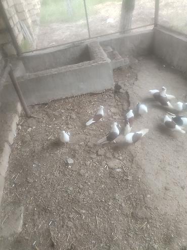 goyercin novleri: Gördüyvüz heyvanların əkseriyeti mayadı — 1