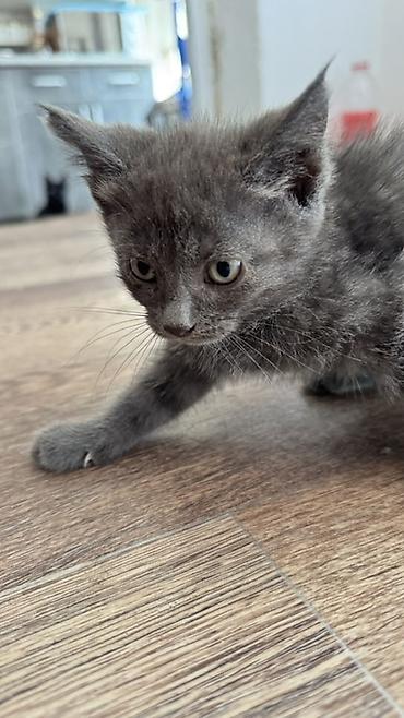 Котята и взрослая кошка серого окраса. На фото — несколько домашних