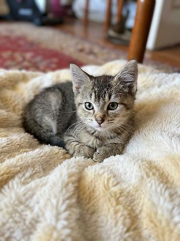 Продажа кошек: 3 месяца, Мальчик, Серебристая шиншилла — 2