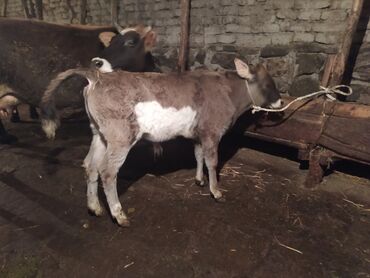 Inəklər, öküzlər: Dişi, il: 2, Damazlıq, Südlük, Ünvandan götürmə