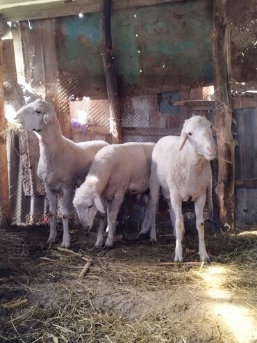 Бараны, овцы: Продаю | Баран (самец) | Меринос | На забой | Осеменитель