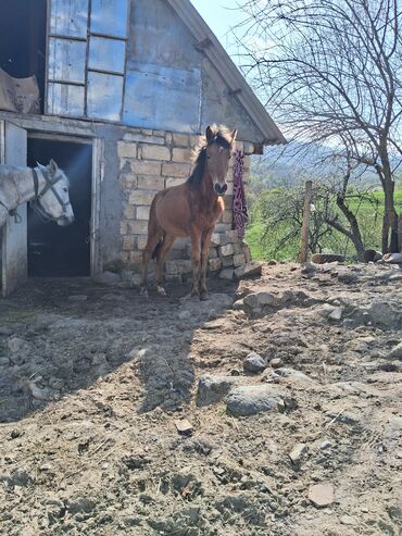 at heyvan: Erkəyi ili 1 yorgası var