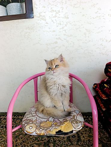 cat sofa: Скотиш Страйт (Шотландская прямоухая), 3 месяца, Мальчик, Золотая шиншилла, Приучена к лотку, Проглистована — 2