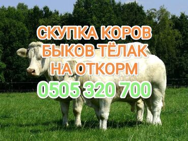 топоз сатылат: Куплю | Коровы, быки, Лошади, кони | На откорм, Откормленные, Платная доставка