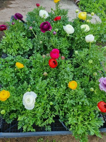 Otaq bitkiləri: 1Gullerin satişi unvanniza odenişli çatrlmada var karistan karpiz — 14